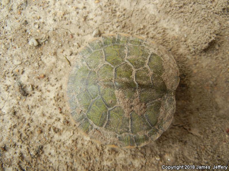 Alabama Red-bellied Cooter (Pseudemys alabamensis)