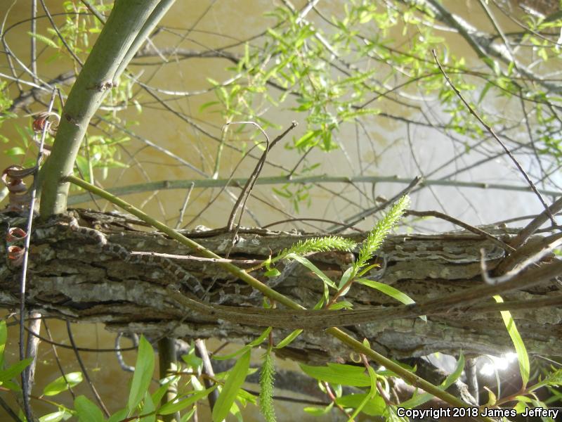 Gray Ratsnake (Pantherophis obsoletus spiloides)