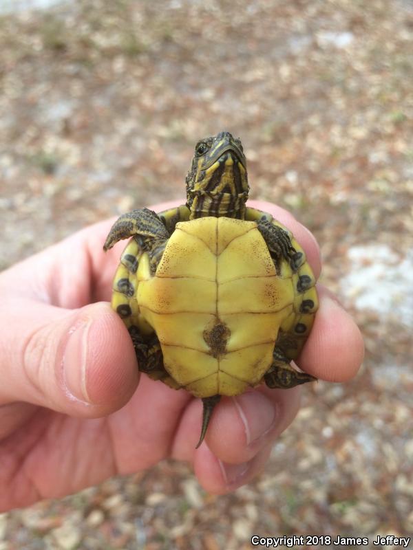 Coastal Plain Cooter (Pseudemys concinna floridana)