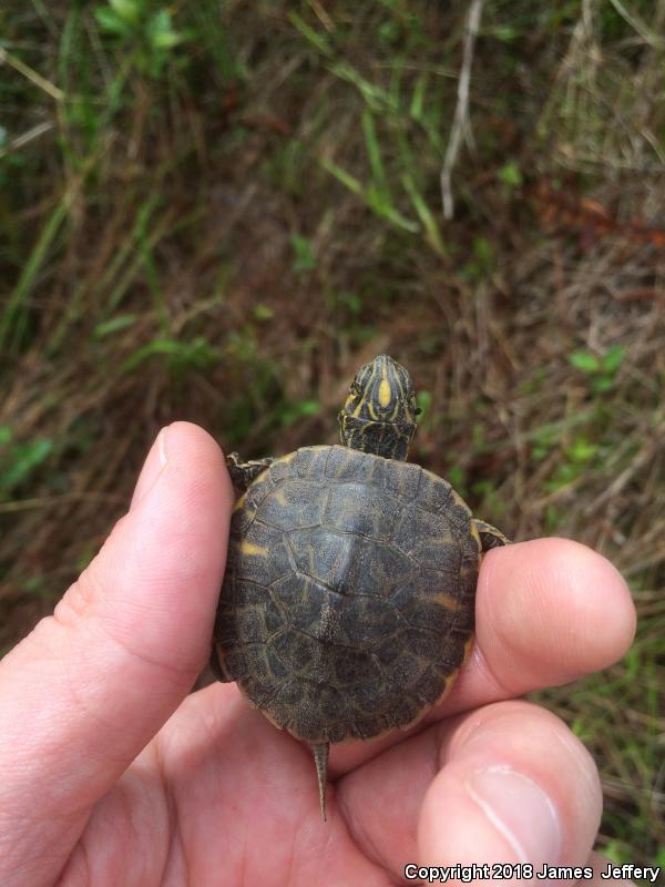 Coastal Plain Cooter (Pseudemys concinna floridana)