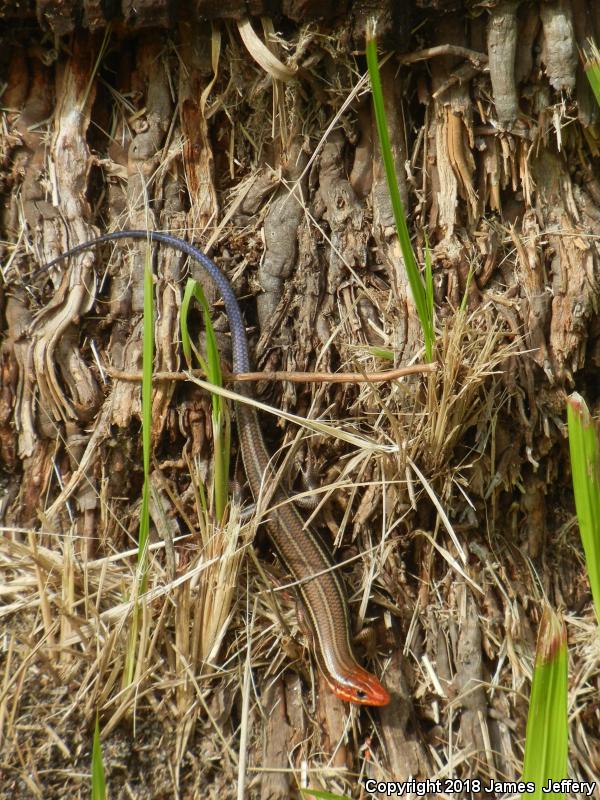 Southeastern Five-lined Skink (Plestiodon inexpectatus)