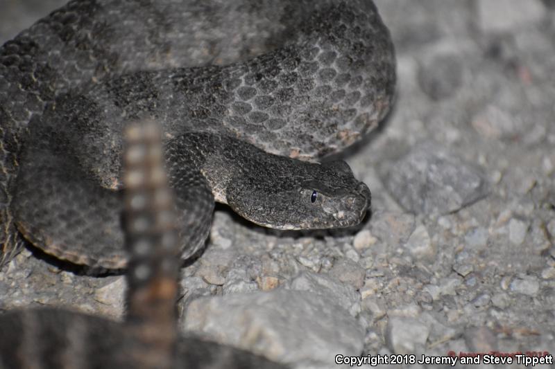 Tiger Rattlesnake (Crotalus tigris)