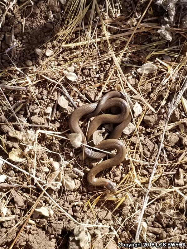 San Diego Ring-necked Snake (Diadophis punctatus similis)