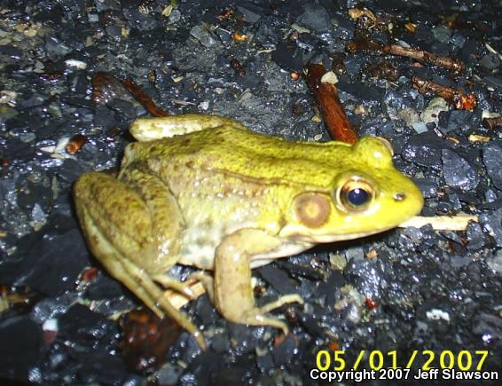 Northern Green Frog (Lithobates clamitans melanota)