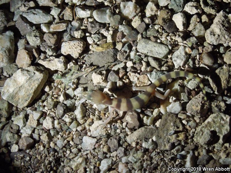 Tucson Banded Gecko (Coleonyx variegatus bogerti)