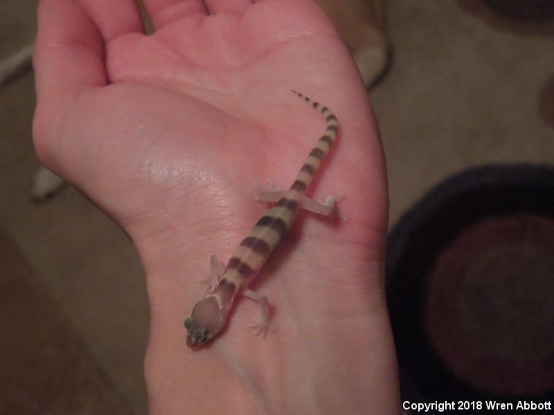 Tucson Banded Gecko (Coleonyx variegatus bogerti)