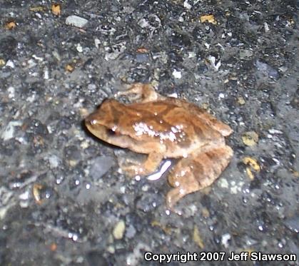 Northern Spring Peeper (Pseudacris crucifer crucifer)