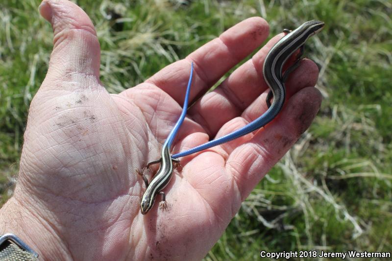 Great Basin Skink (Plestiodon skiltonianus utahensis)