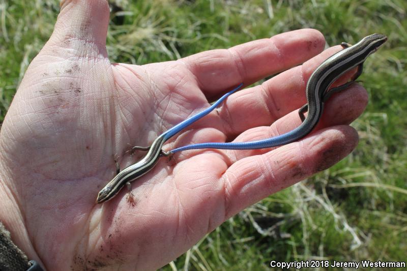 Great Basin Skink (Plestiodon skiltonianus utahensis)