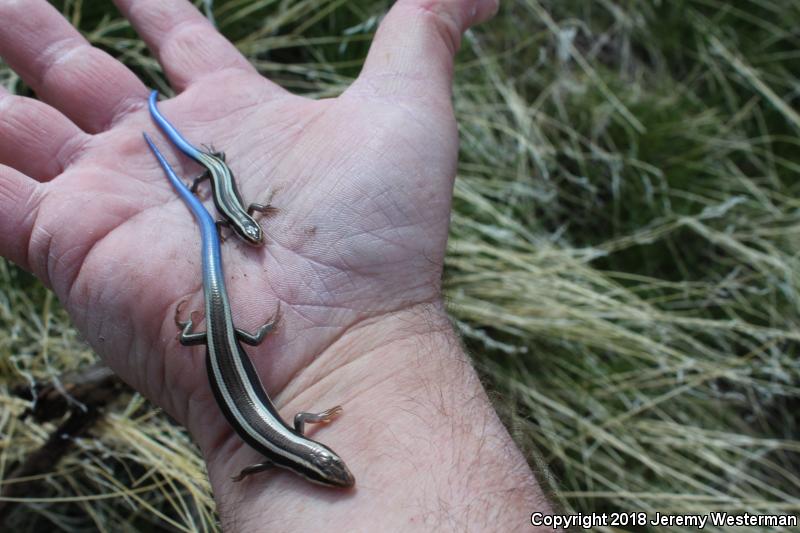 Great Basin Skink (Plestiodon skiltonianus utahensis)