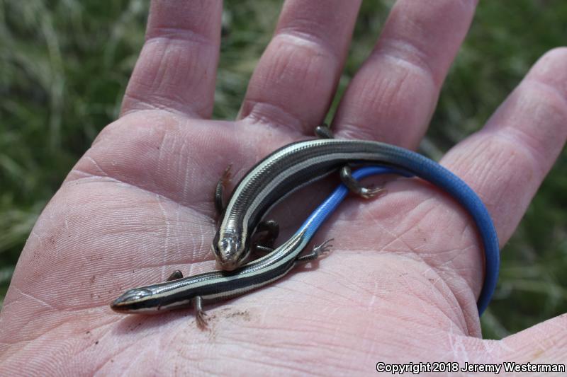 Great Basin Skink (Plestiodon skiltonianus utahensis)