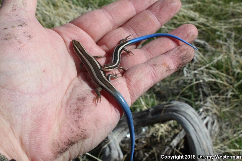 Great Basin Skink (Plestiodon skiltonianus utahensis)