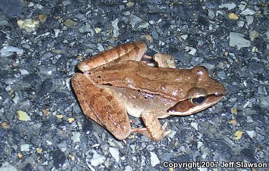 Wood Frog (Lithobates sylvaticus)