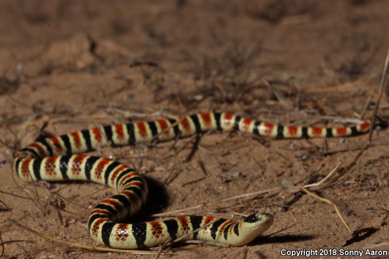 Tucson Shovel-nosed Snake (Chionactis occipitalis klauberi)