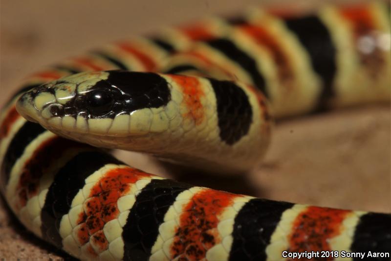 Tucson Shovel-nosed Snake (Chionactis occipitalis klauberi)