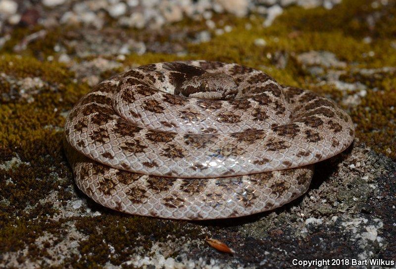 California Nightsnake (Hypsiglena ochrorhyncha nuchalata)