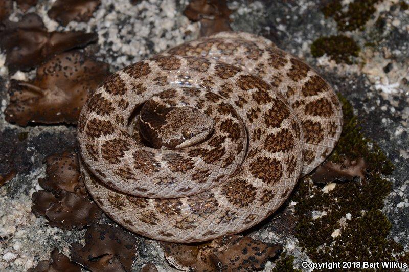 California Nightsnake (Hypsiglena ochrorhyncha nuchalata)