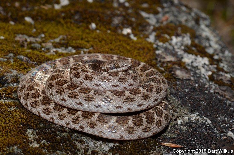 California Nightsnake (Hypsiglena ochrorhyncha nuchalata)