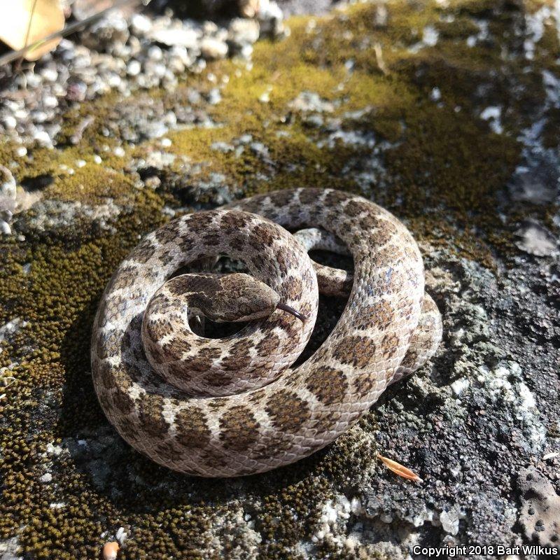 California Nightsnake (Hypsiglena ochrorhyncha nuchalata)