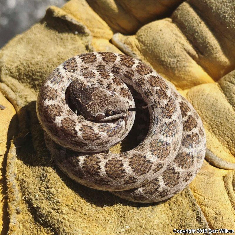 California Nightsnake (Hypsiglena ochrorhyncha nuchalata)