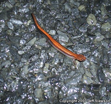 Eastern Red-backed Salamander (Plethodon cinereus)