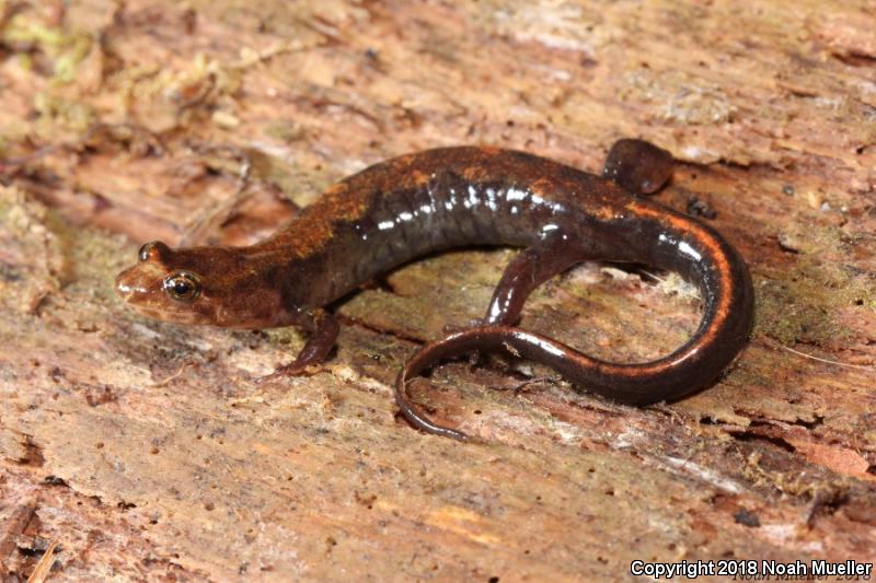 Ocoee Salamander (Desmognathus ocoee)