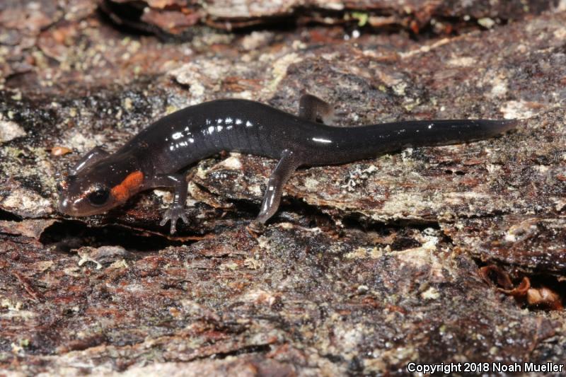 Red-cheeked Salamander (Plethodon jordani)