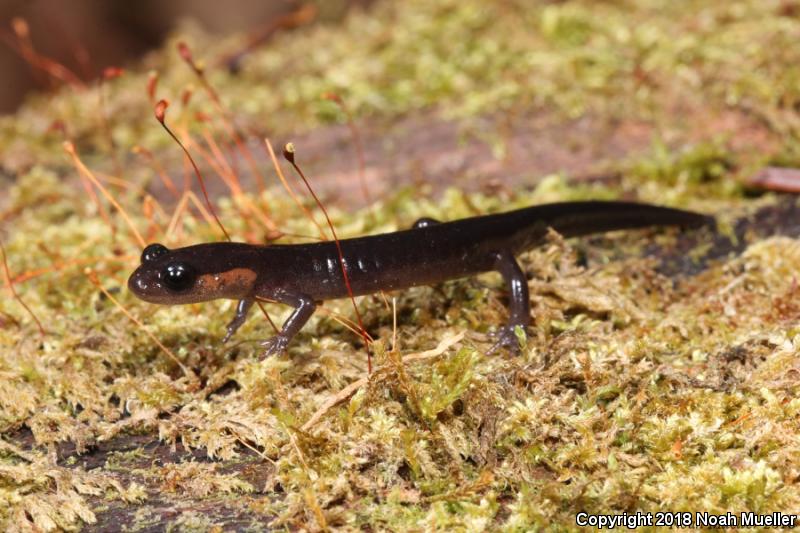 Red-cheeked Salamander (Plethodon jordani)