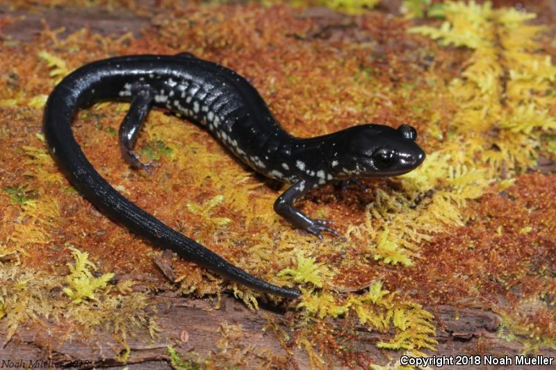 Chattahoochee Slimy Salamander (Plethodon chattahoochee)