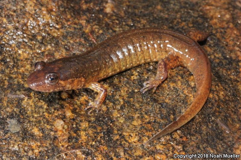 Black-bellied Salamander (Desmognathus quadramaculatus)