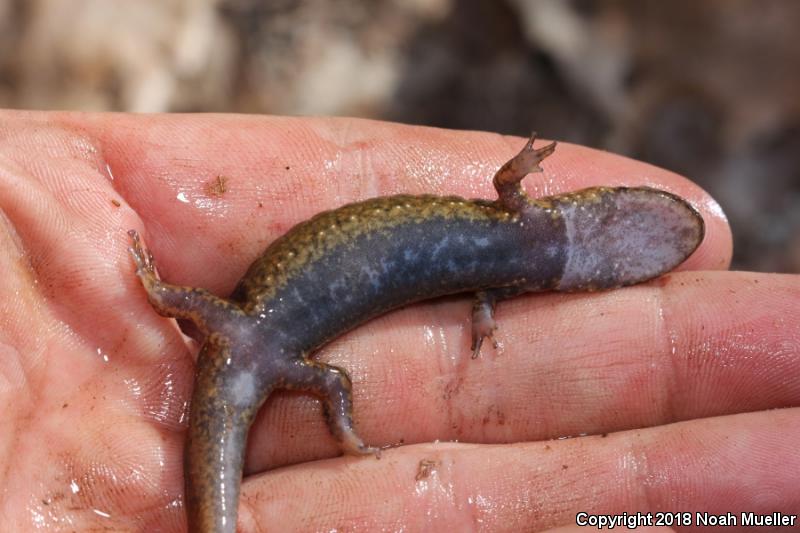 Black-bellied Salamander (Desmognathus quadramaculatus)