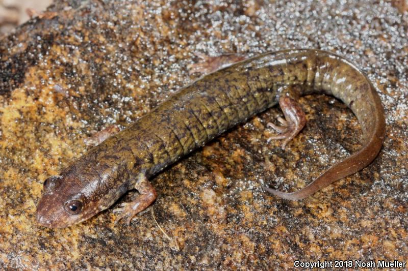 Dwarf Black-bellied Salamander (Desmognathus folkertsi)