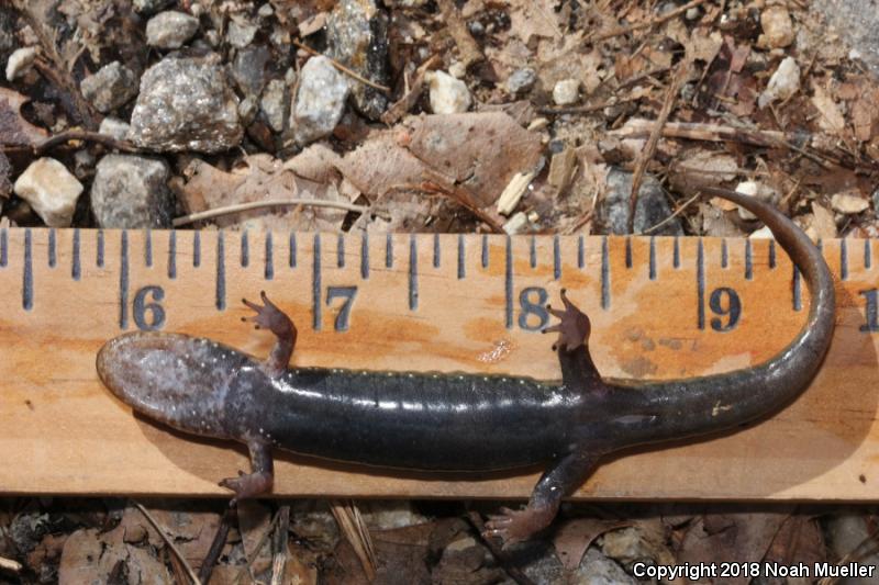 Dwarf Black-bellied Salamander (Desmognathus folkertsi)