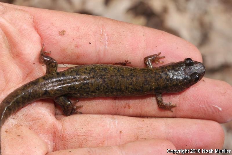 Dwarf Black-bellied Salamander (Desmognathus folkertsi)