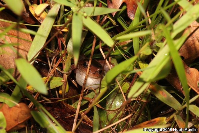 Pine Woods Treefrog (Hyla femoralis)