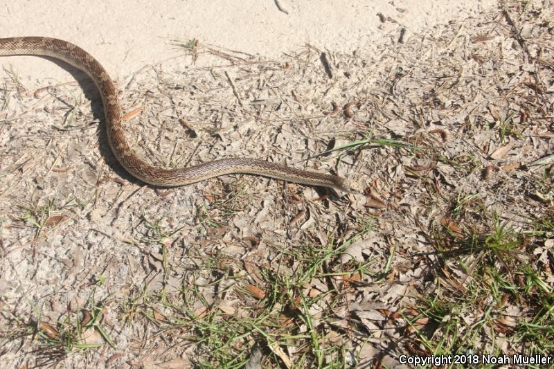 Florida Pinesnake (Pituophis melanoleucus mugitus)