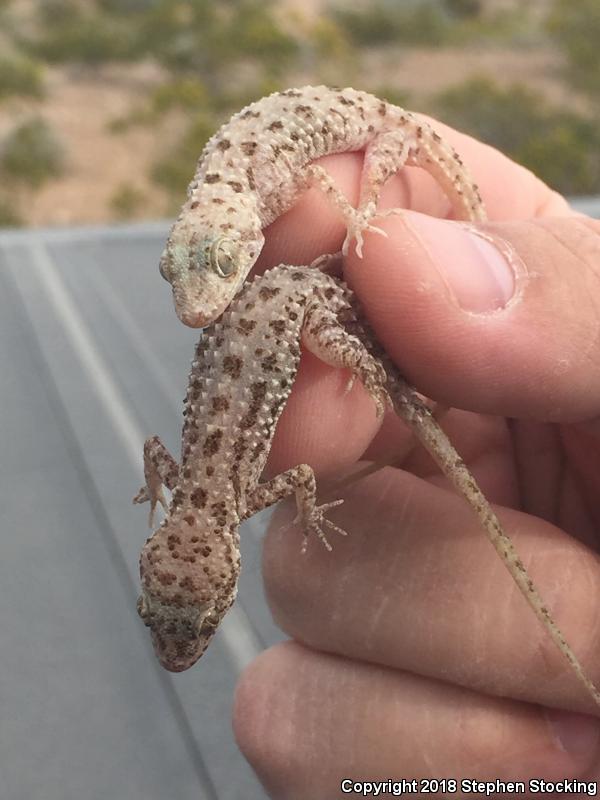 Rough-tailed Gecko (Cyrtopodion scabrum)