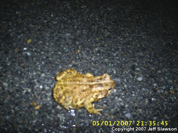 Eastern American Toad (Anaxyrus americanus americanus)