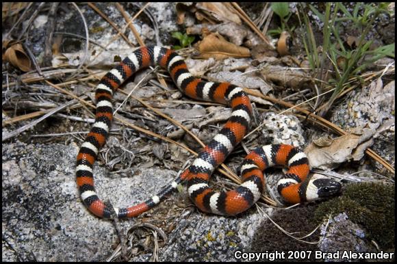 Sierra Mountain Kingsnake (Lampropeltis zonata multicincta)