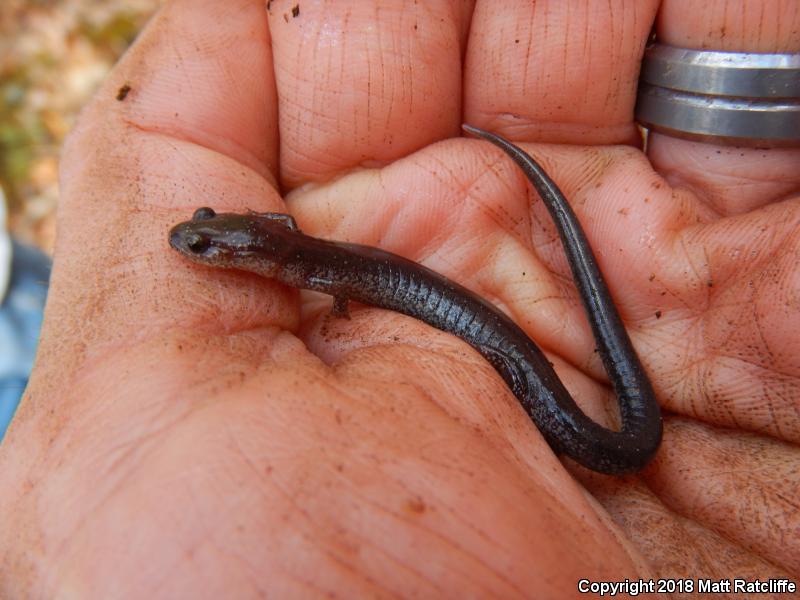 Valley And Ridge Salamander (Plethodon hoffmani)