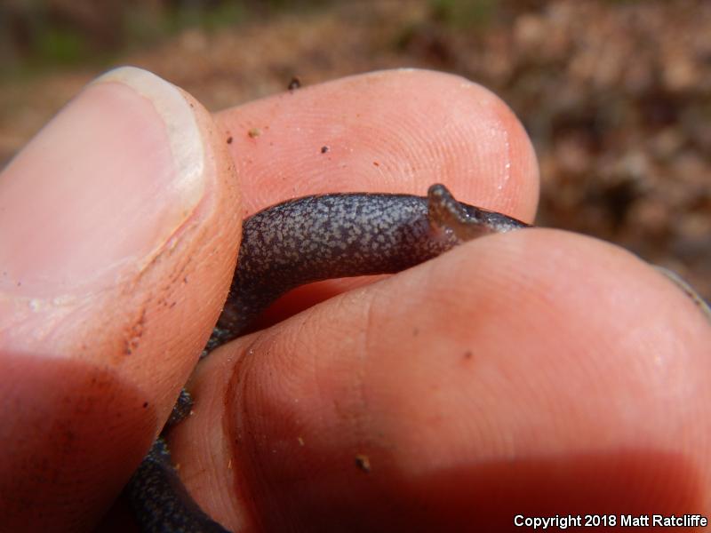 Valley And Ridge Salamander (Plethodon hoffmani)