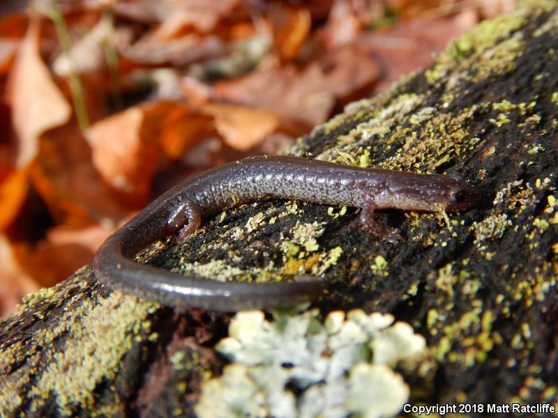 Valley And Ridge Salamander (Plethodon hoffmani)