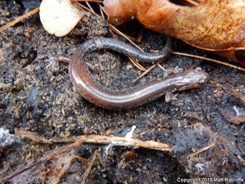 Valley And Ridge Salamander (Plethodon hoffmani)