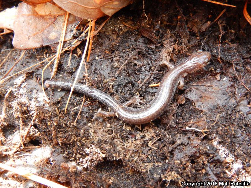 Valley And Ridge Salamander (Plethodon hoffmani)