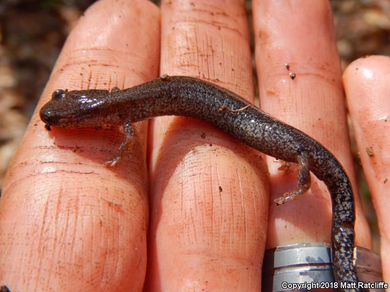 Valley And Ridge Salamander (Plethodon hoffmani)