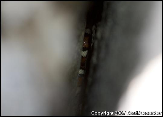 Sierra Mountain Kingsnake (Lampropeltis zonata multicincta)