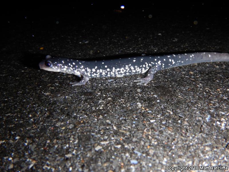 White-Spotted Slimy Salamander (Plethodon cylindraceus)