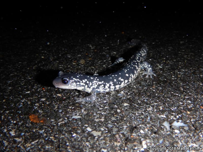 White-Spotted Slimy Salamander (Plethodon cylindraceus)