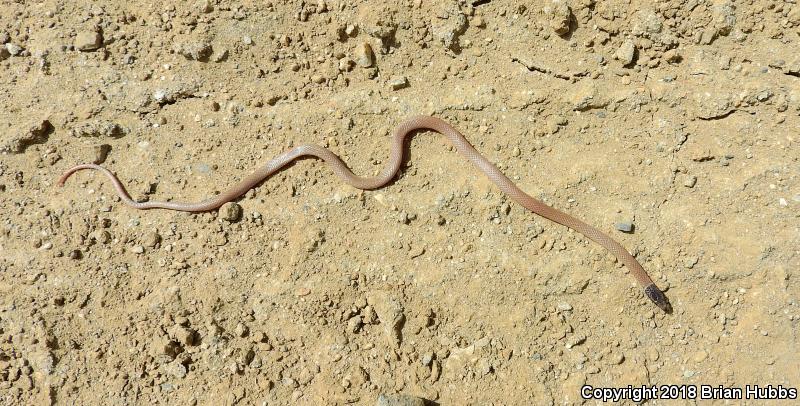 Western Black-headed Snake (Tantilla planiceps)