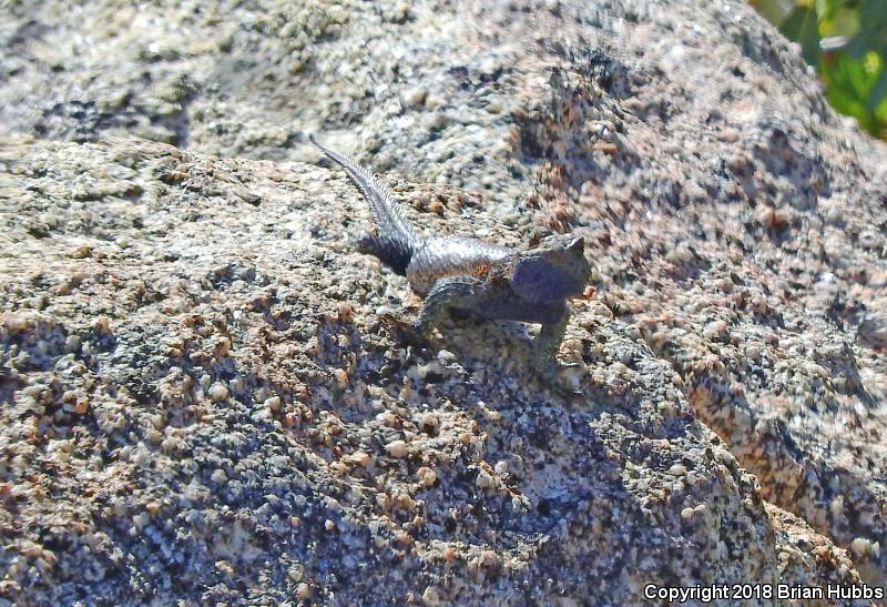 Granite Spiny Lizard (Sceloporus orcutti)